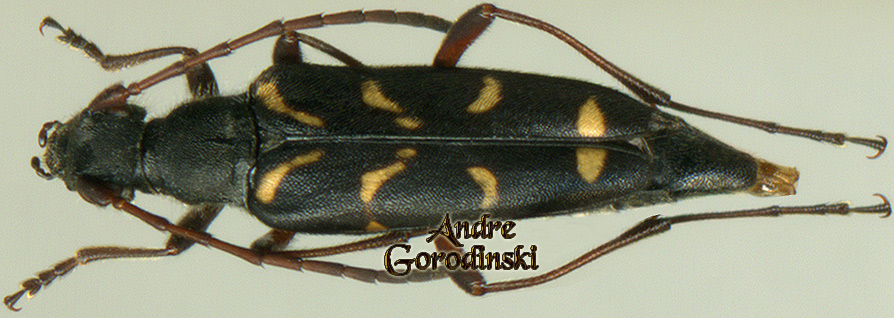 http://www.gorodinski.ru/cerambyx/Leptura arcifera.jpg